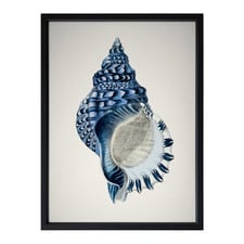 Indigo Conch II Framed Printed Wall Art