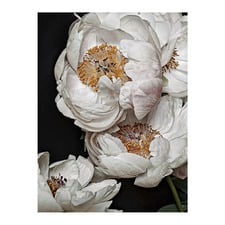 Clair de Lune Canvas Wall Art