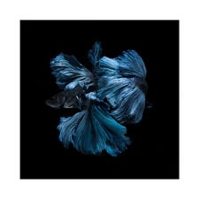 Betta Canvas Wall Art