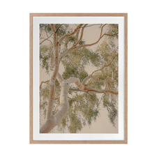 Golden Hour Gum Tree Printed Wall Art