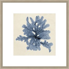 Coastal Seaweed IV Framed Print