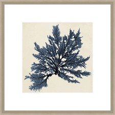 Coastal Seaweed IX Framed Print