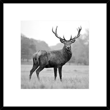 Proud Deer Framed Print
