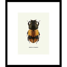 Beetle Orange Framed Print