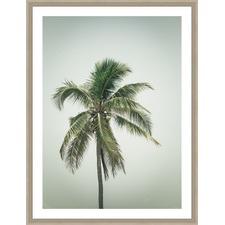 Coconut Palm Tree IV Framed Print