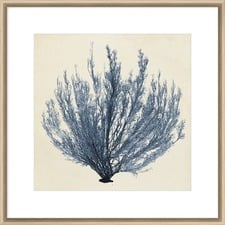 Coastal Seaweed III Framed Print