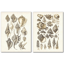Shells Canvas Wall Art Diptych by Adam's Ale