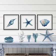 3 Piece Starfish & Shells Framed Printed Wall Art Set