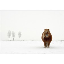 The Cold Pony Canvas Wall Art by Gert Van Den