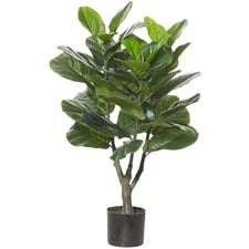 90 cm Fiddle Plant