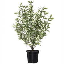 57cm Potted Faux Pittosporum Spray