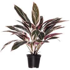 45cm Potted Faux Cordyline Plant