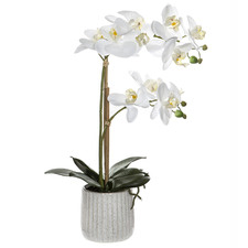 48cm Potted Faux Butterfly Orchid Plant