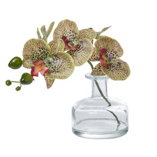 8cm Burgundy Faux Phalaenopsis with Glass Vase