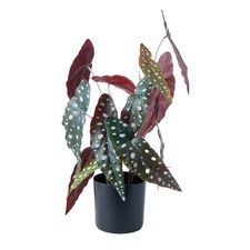 51cm Potted Faux Spotted Begonia Plant