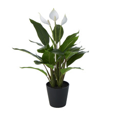53cm Potted Faux Peace Lily Plant