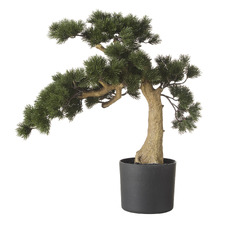 55cm Potted Faux Pine Bonsai Tree