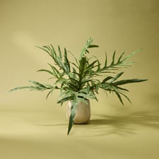 39cm Potted Faux Blue Star Fern Plant