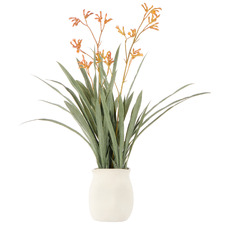 72cm Faux Kangaroo Paw with Vase