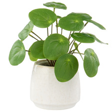 24cm Faux Pilea with Vase