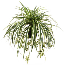 60cm Potted Faux Spider Plant