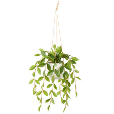 36cm Potted Faux Hanging Lush Leaf
