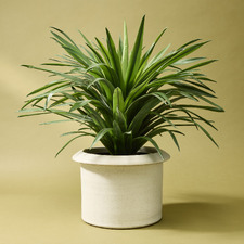 Sena Terracotta Plant Pot