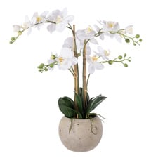 61cm Potted Faux Phalaenopsis Orchid