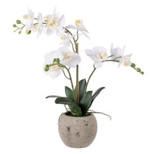 56cm Potted Faux Phalaenopsis Orchid