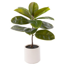 66cm Potted Faux Rubber Tree