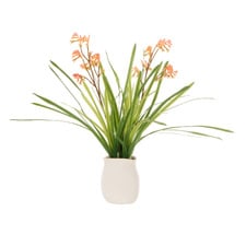 72cm Faux Kangaroo Paw with Vase