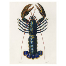 Blue Lobster Canvas Wall Art