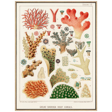 1893 Great Barrier Reef Coral Framed Canvas Wall Art