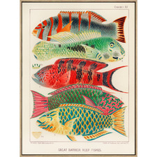 1893 Great Barrier Reef Fishes Illustration Framed Canvas Wall Art