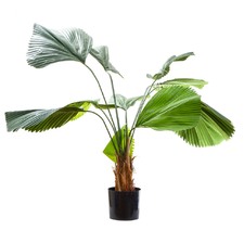 122cm Tall Fan Palm Tree