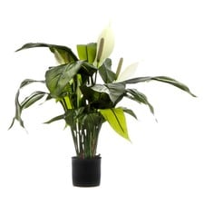 63cm Spathiphyllum Lily