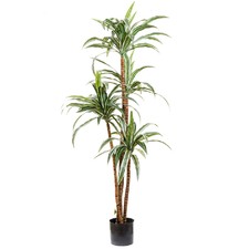 160cm Tall Variegated Dracena