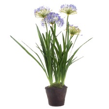 110cm Lavender Agapanthus In Paper Pot