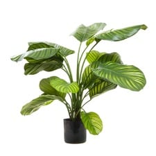 65cm Potted Faux Calathea Fasciata Plant