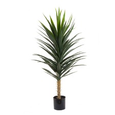 130cm Yucca Plant