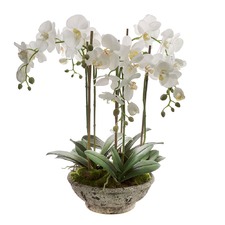 65cm Orchid In Pot