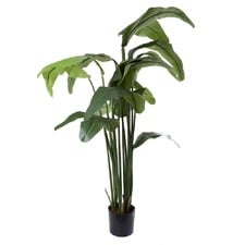 Travellers Palm