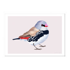 Diamond Firetail Finch Printed Wall Art