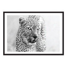 Majestic Eyes Printed Wall Art