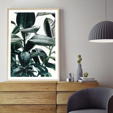 Rubber Plant Printed Wall Art