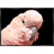 Gossip Spy Framed Canvas Wall Art