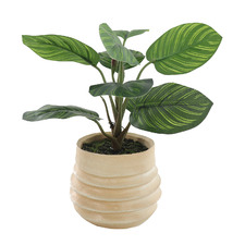 30cm Potted Faux Arrowroot Plant