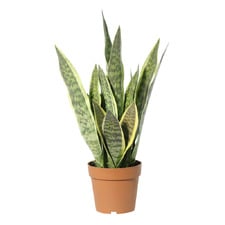70cm Potted Faux Snake Plant