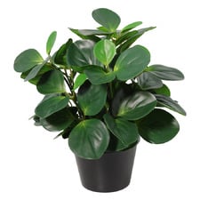 33cm Potted Faux Peperomia Plant