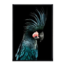 Azsure Gallah Framed Printed Wall Art